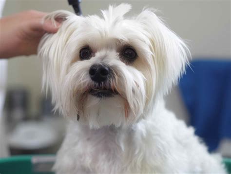 dog grooming pasadena tx|tiffany's pet grooming.